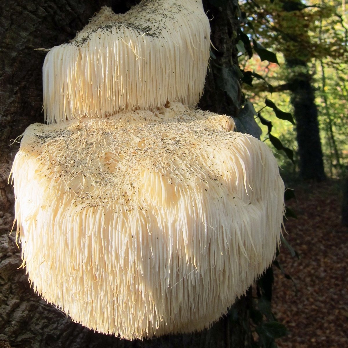 Lion's Mane schimmel (Hericium erinaceus) groeiend op een boom, met lange, witte, hangende stekels en een bosachtige achtergrond.